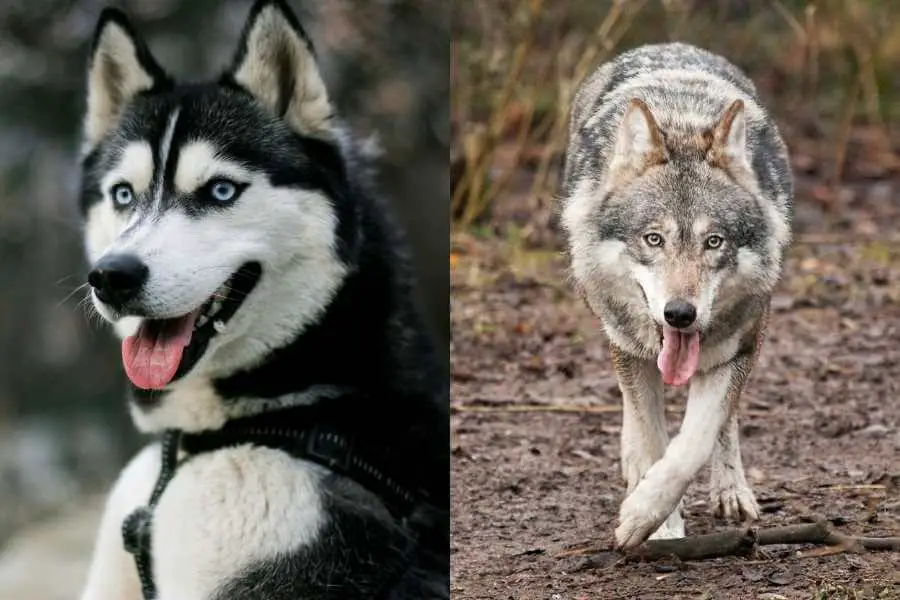 how big are wolves compared to huskies