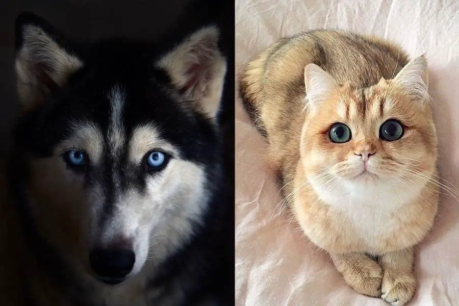 Can Siberian Huskies and Cats Get Along