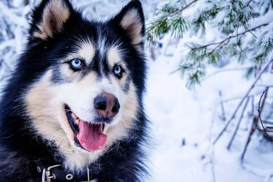 Do Siberian Huskies Need Cold Weather