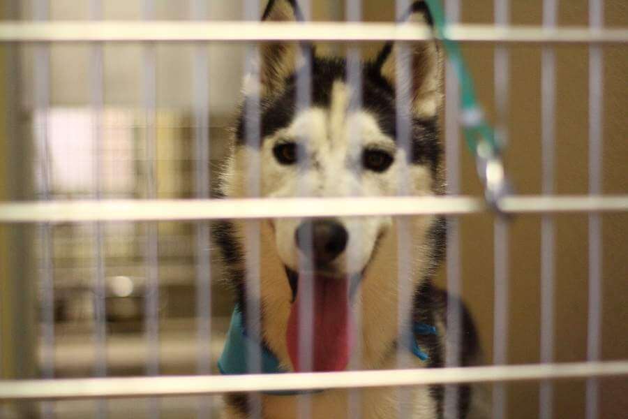Should Huskies Be Crate Trained