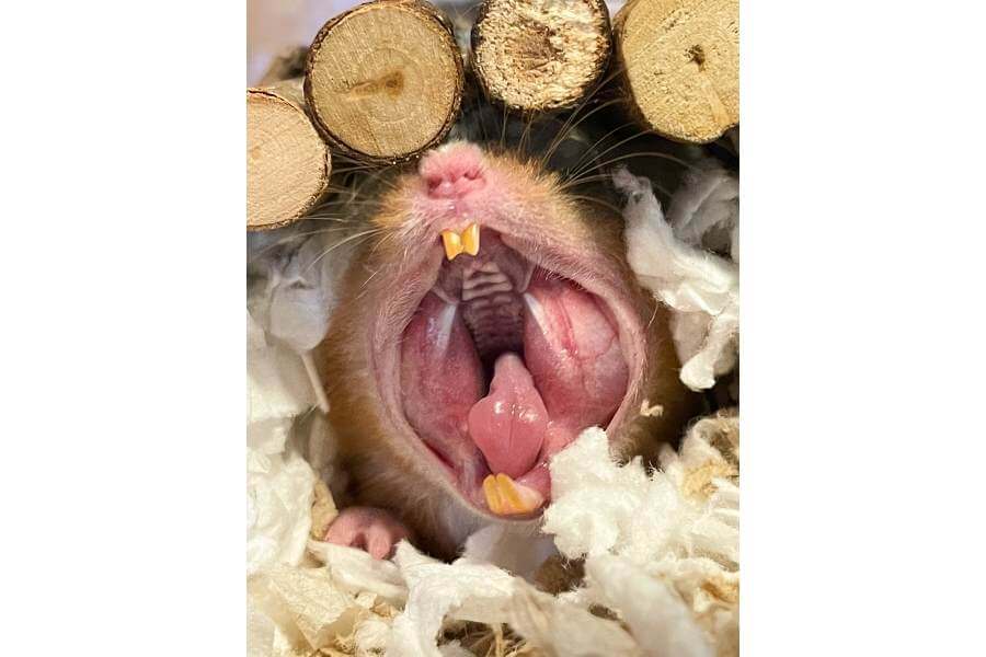 What Is Hamster Yawn