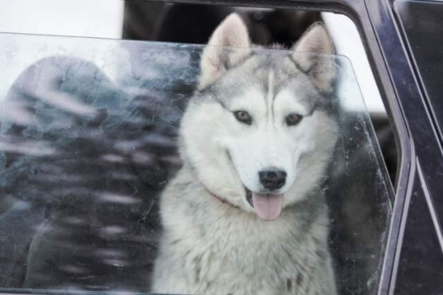 easy travel husky