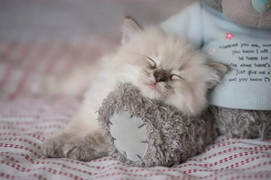 Does Your Ragdoll Sleep With You