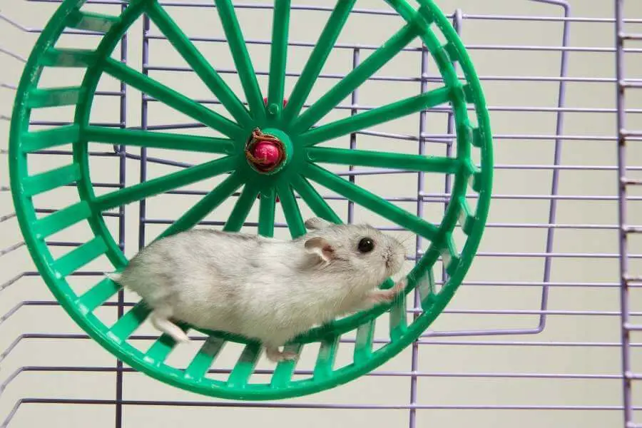 How Often Do Hamsters Run on Wheel