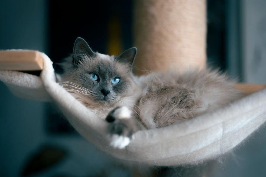 How Often to Brush Ragdoll Cat