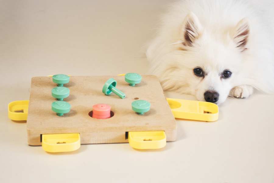 Fun Games To Play With Dogs