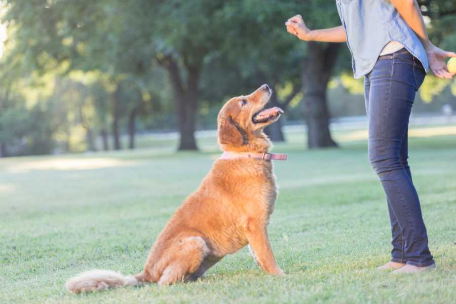 Most Common Dog Training Mistakes