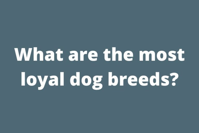 Most Loyal Dog Breeds Unveiled: Discover the Top Canine Companions in ...