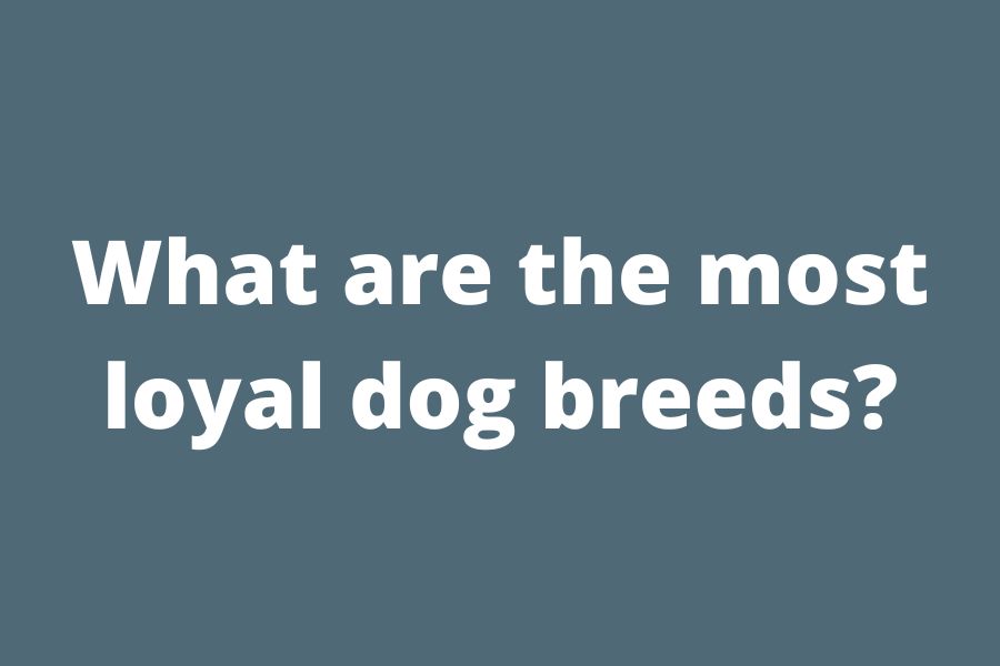 What are the most loyal dog breeds